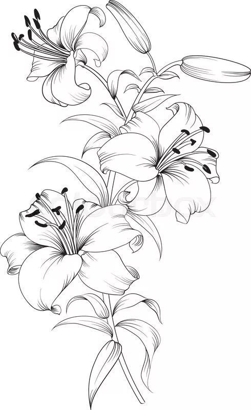 100多张花卉线描手稿素材你想画的花卉手稿都在这里
