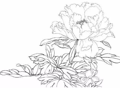 100多张花卉线描手稿素材你想画的花卉手稿都在这里