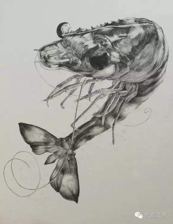 中央美术学院创意设计素描欣赏