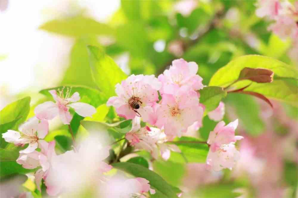 谁是你心中最美的那朵花?