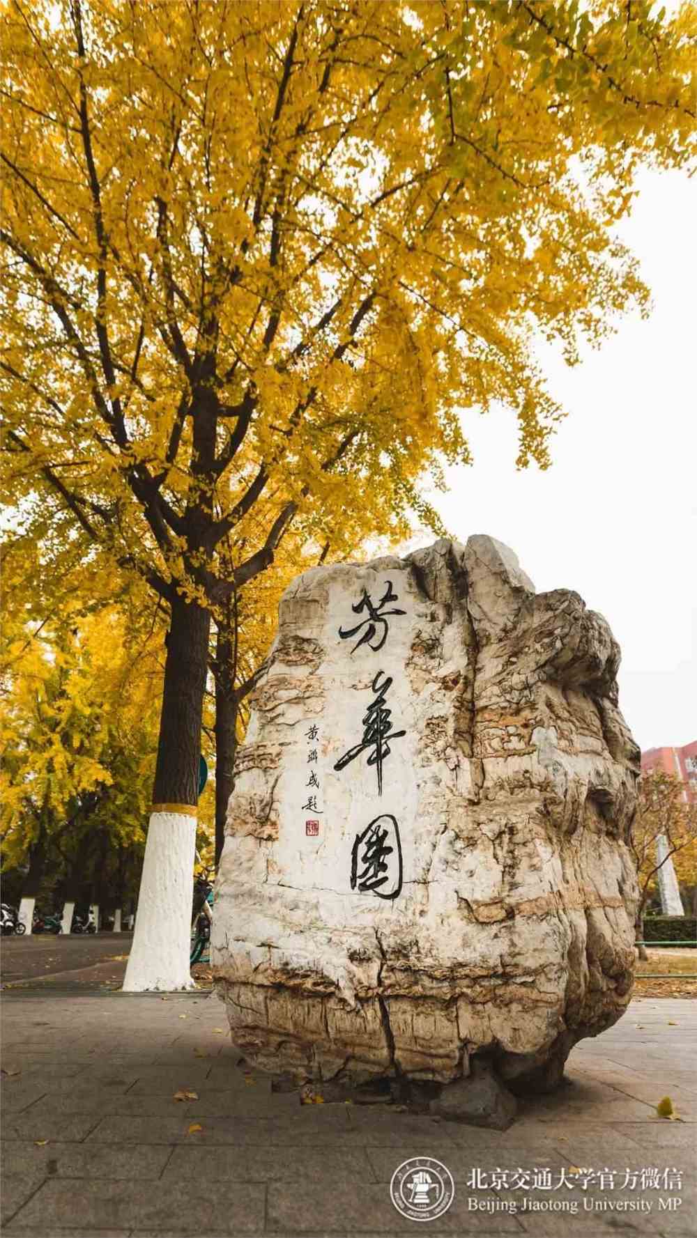 交大银杏,惊艳北京!