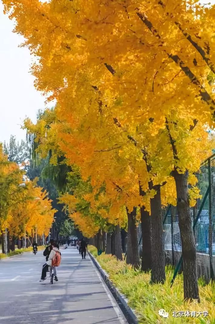 北京体育大学