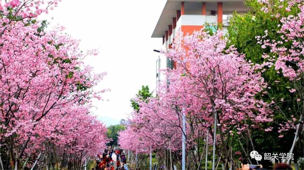 韶关学院
