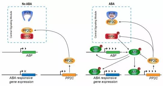 我校李继刚课题组揭示ABA信号的负反馈调控机制_中国农业大学_零二七艺考