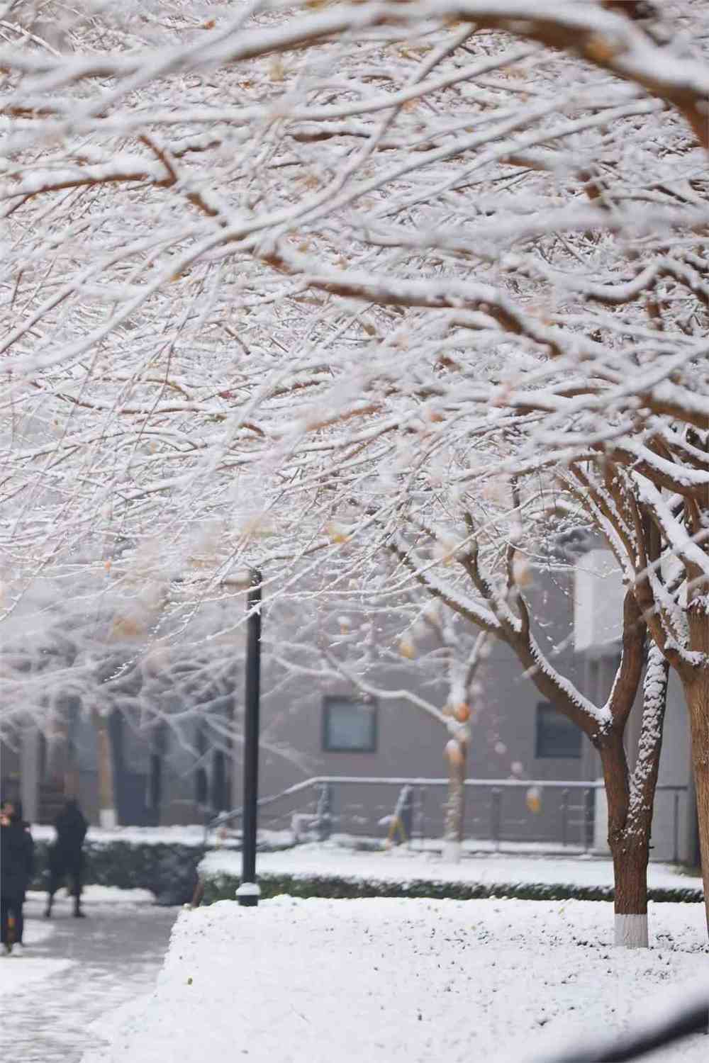 校園拾趣 | 中戲·初雪_中央戲劇學院_零二七藝考